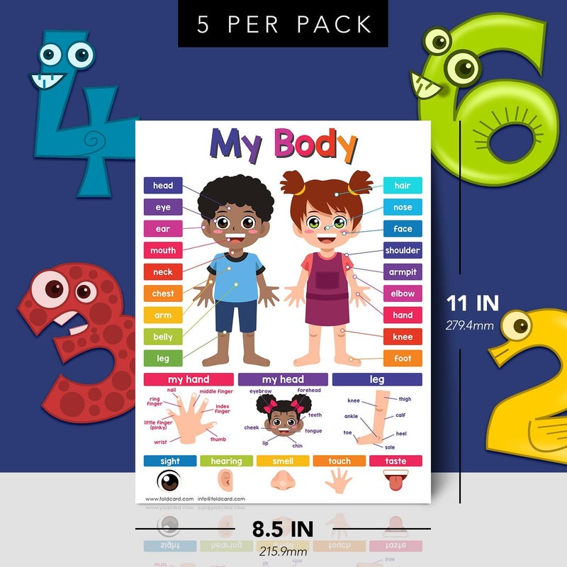 FoldCard Educational Charts for Preschool to Grade 1 Kids – Bright and Colorful Educational Visual/Learning Aid Poster for Classroom or Home | Glossy Durable Cardstock | 8.5" x 11" | 5 per Pack (My Body) - Image 2